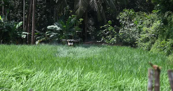 Drone agricola pulverizando lavoura de arroz (foto ilustrativa)