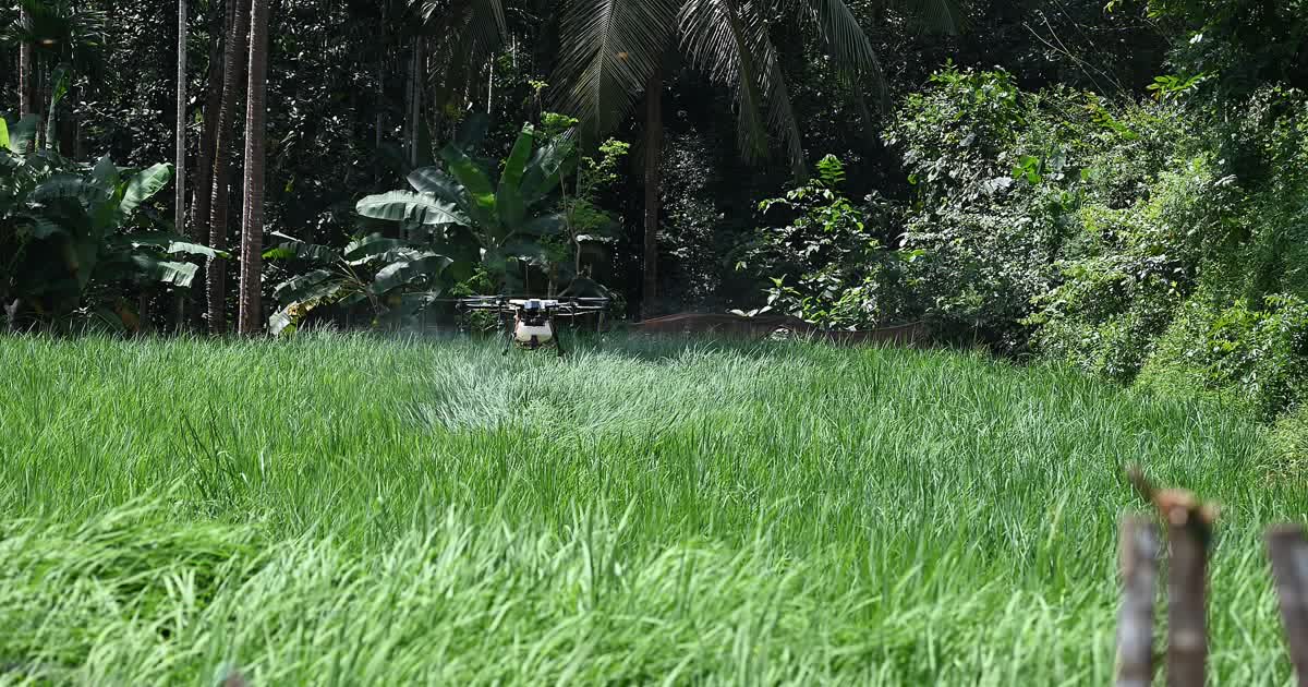 Drone agricola pulverizando lavoura de arroz (foto ilustrativa)