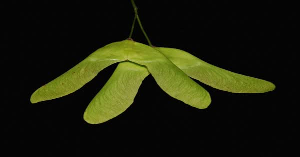 Maple seed pods Fcb981 (foto ilustrativa)