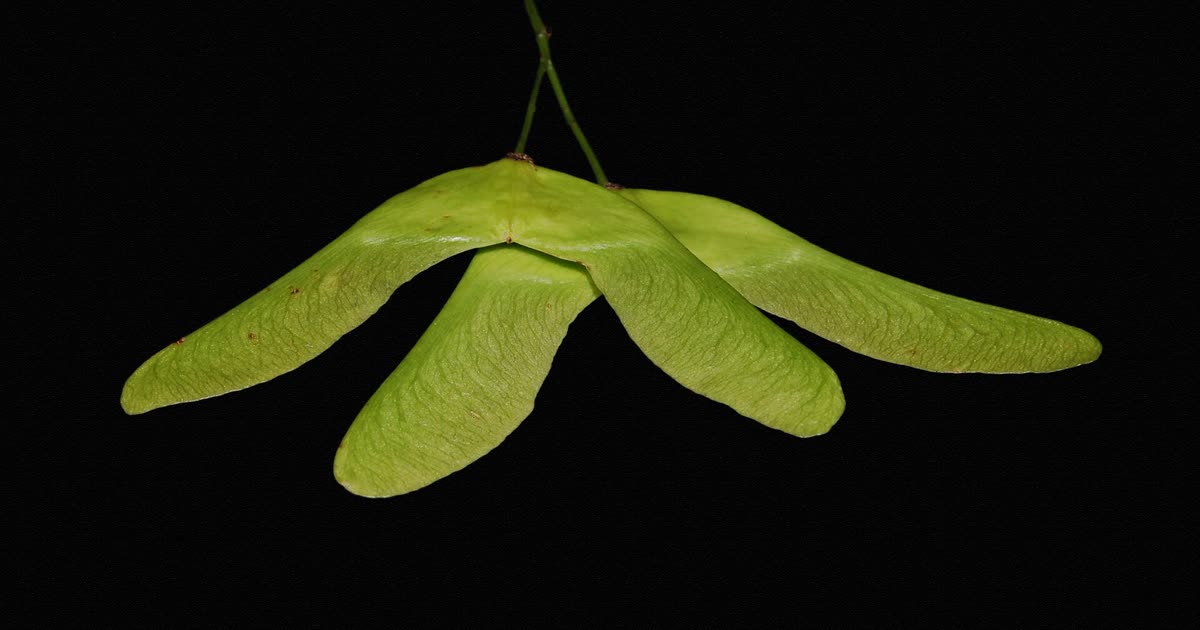 Maple seed pods Fcb981 (foto ilustrativa)